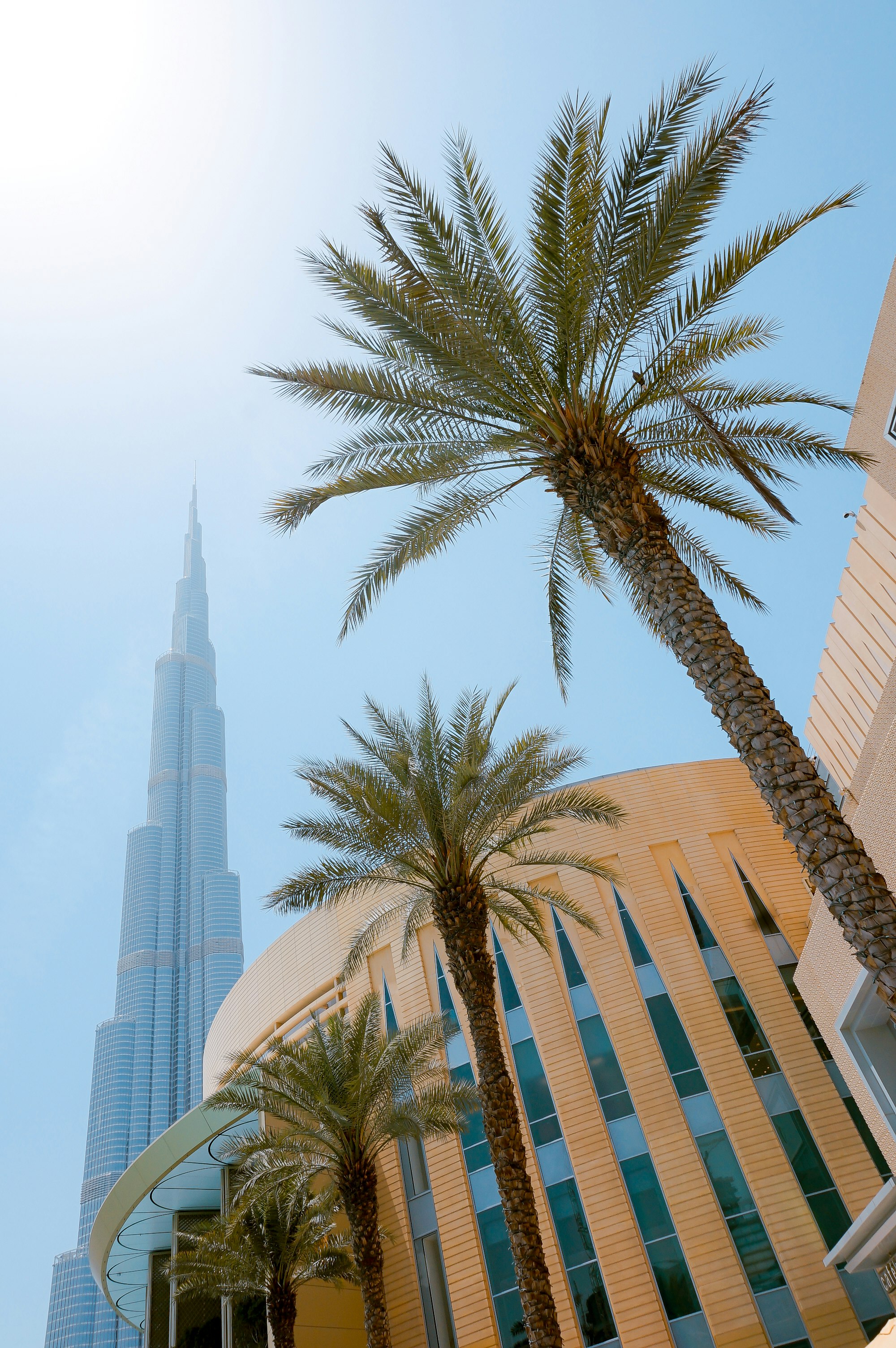 green palm trees besides yellow building